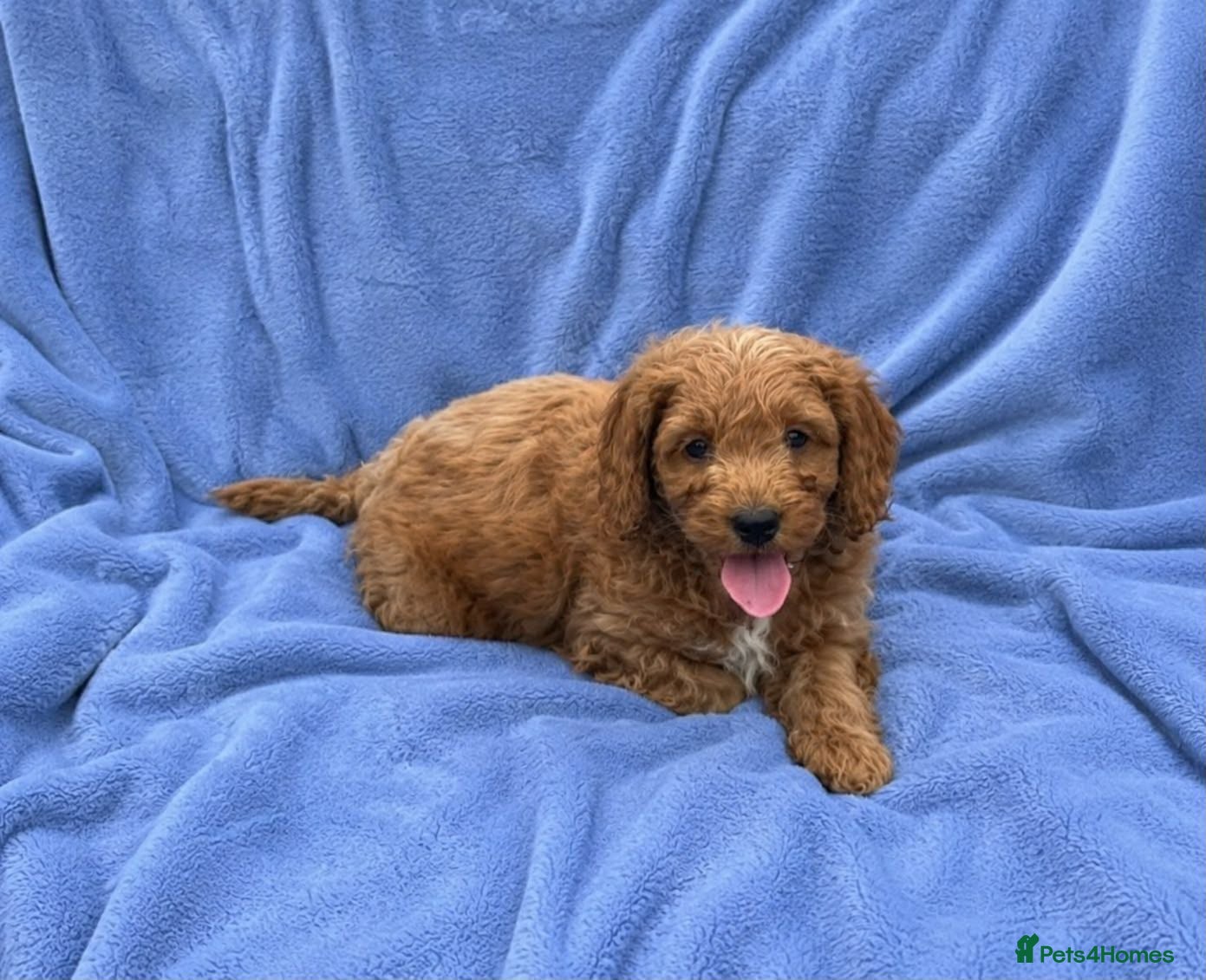 Cockapoo dogs Cockapoo puppies  - Advert 2