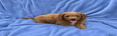 Cockapoo 1