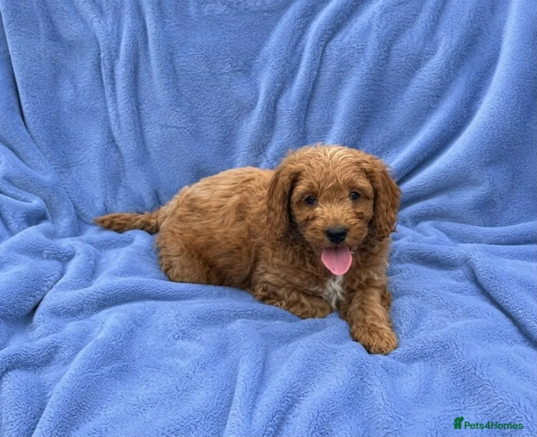 Cockapoo dogs for sale: Cockapoo puppies  - Advert 2