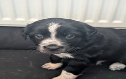 Border Collie dogs for sale: Collie mix puppies looking for their families! - Image 39
