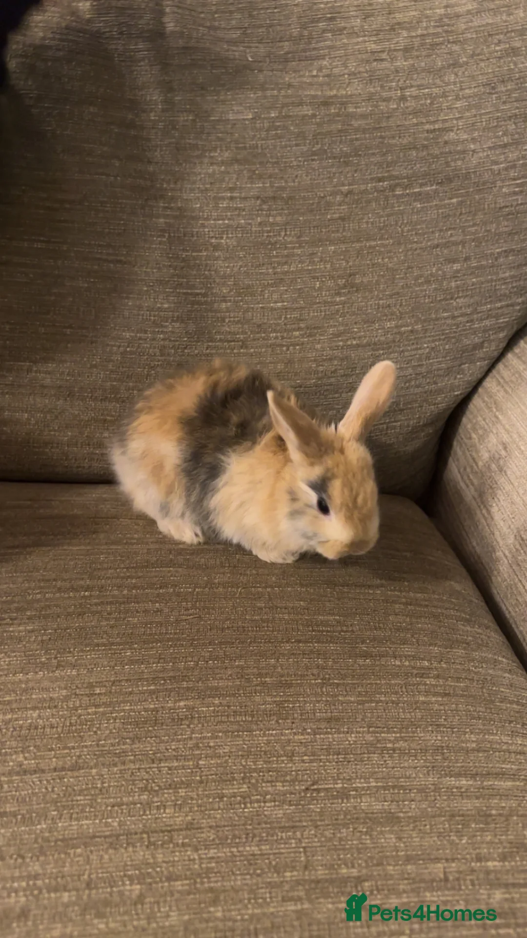 Mini Lop rabbits for sale: Mini lops available ready to leave now  - Advert 6