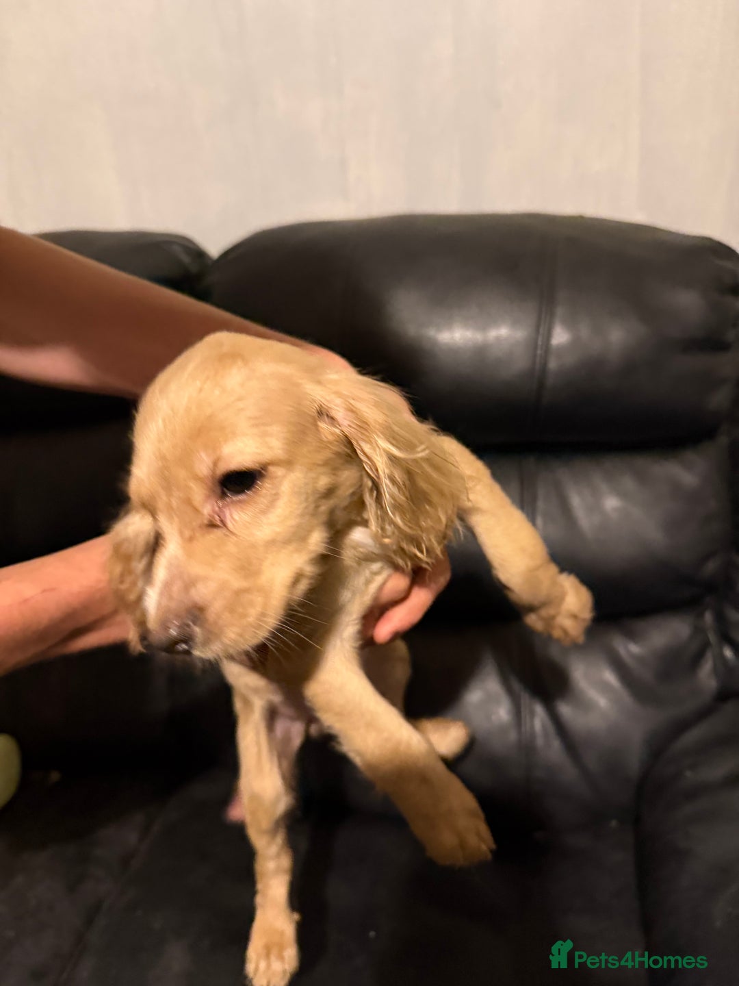 Cocker Spaniel dogs for sale: Cocker spaniels - Image 4