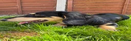 Miniature Dachshund dogs for sale: Long Haired Miniature Dachshund  - Advert 7