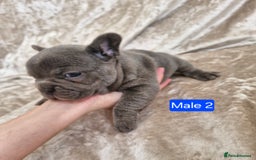 French Bulldog dogs for sale: French Bulldog Puppies  - Image 25
