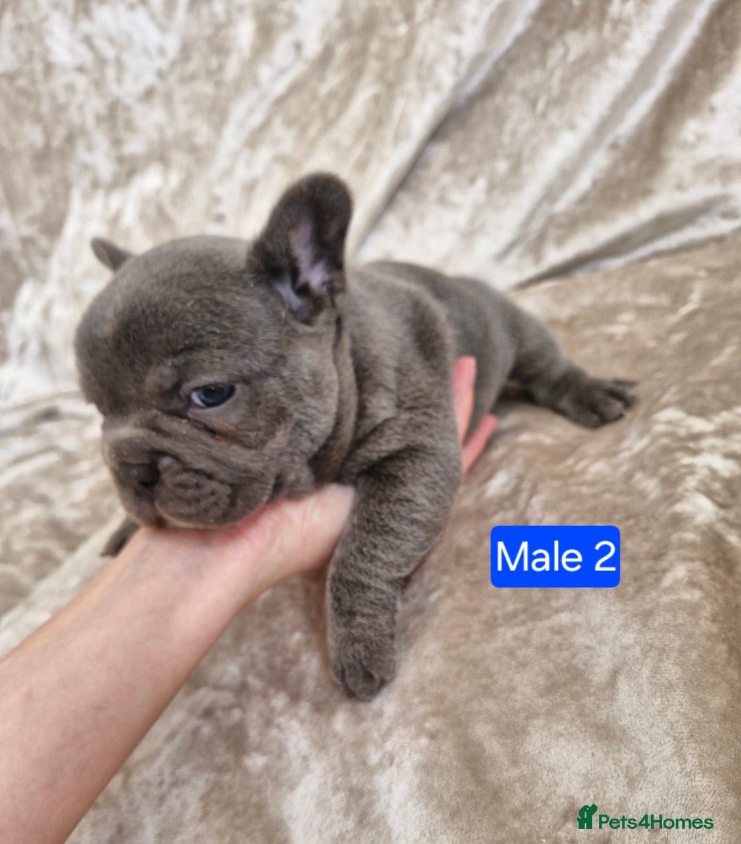 French Bulldog dogs for sale: French Bulldog Puppies  - Image 25