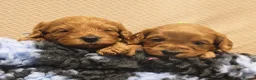 Cavapoo dogs for sale: Gorgeous Cavapoo Boy & Girl Available  in Southampton - Advert 3