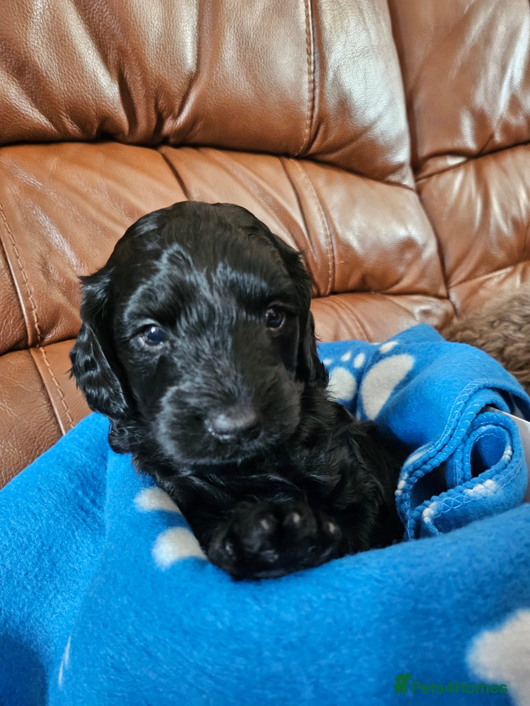 Cockapoo dogs for sale: F2 cockapoos   - Image 7