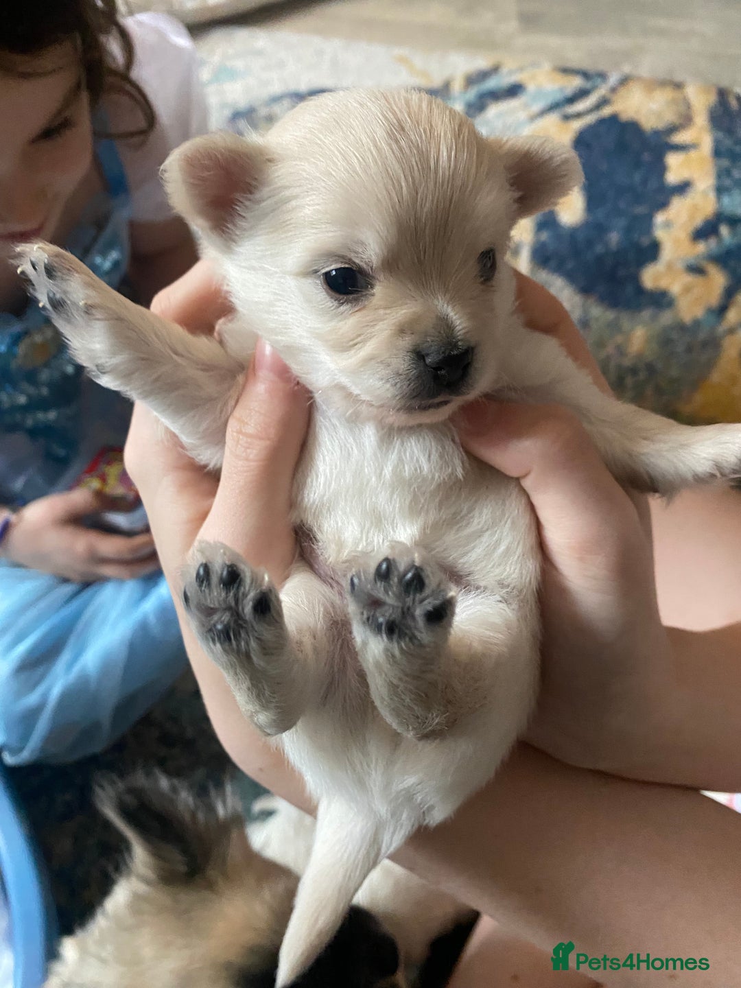 Pomchi dogs for sale: Pomchi puppies - Advert 7