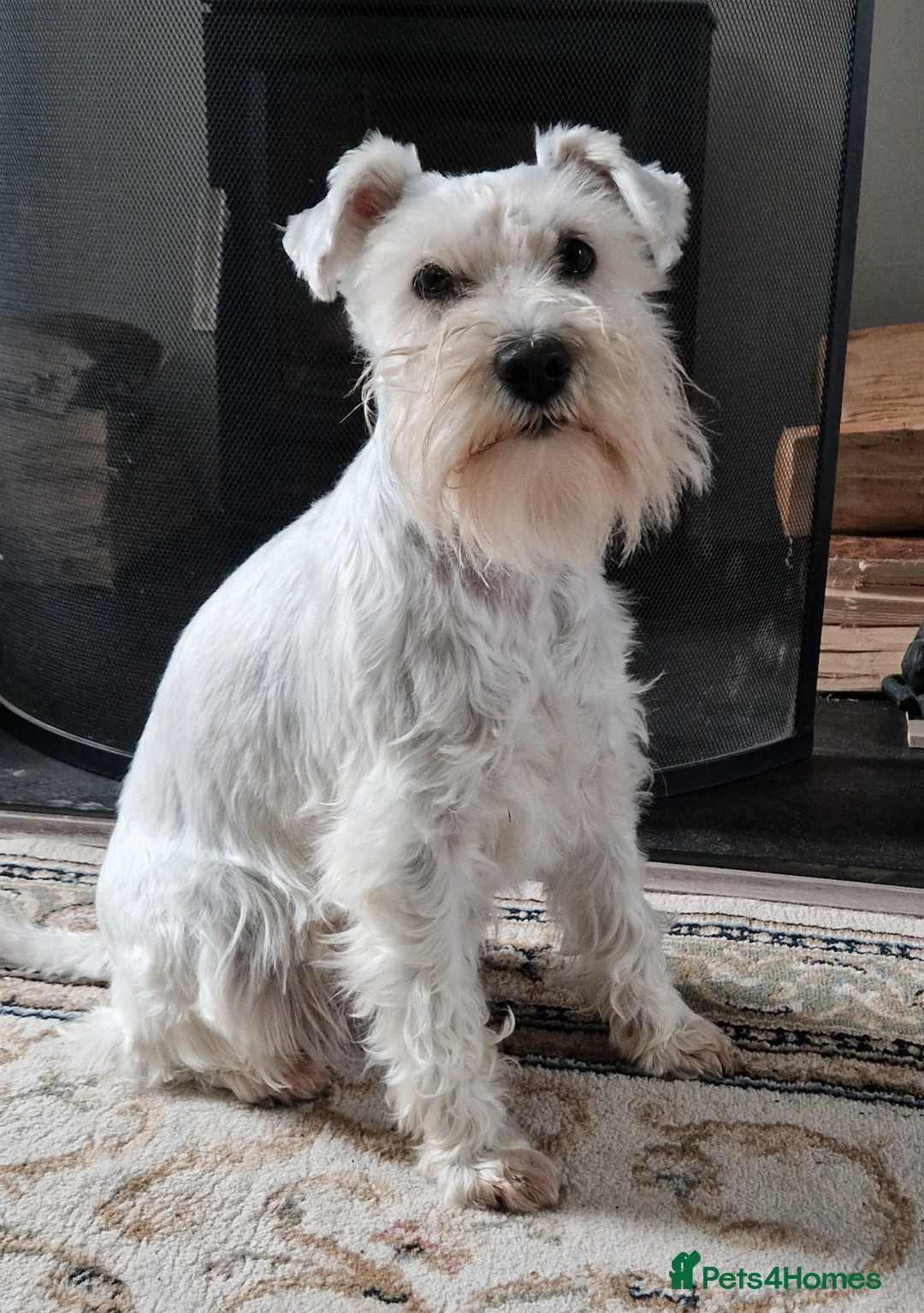 Miniature Schnauzer dogs for sale: Superb KC white minature schnauzer puppies  - Advert 11
