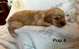 Cockapoo dogs for sale: Adorable Cocker Spaniel/Cockapoo Puppies - Image 35