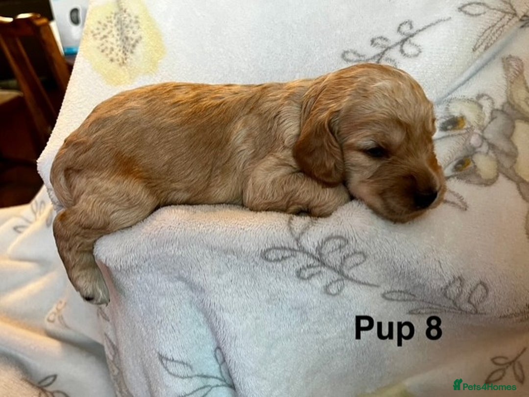 Cockapoo dogs for sale: Adorable Cocker Spaniel/Cockapoo Puppies - Image 35