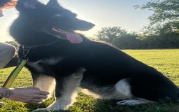 Shepsky dogs for sale: need rehomed  in Wymondham - Image 2