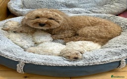 Poochon dogs for sale: Beautiful Poochon Boy Puppy - Image 2