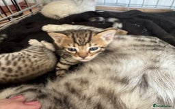 Bengal cats for sale: 4 Gorgeous Bengal Babies - Image 12