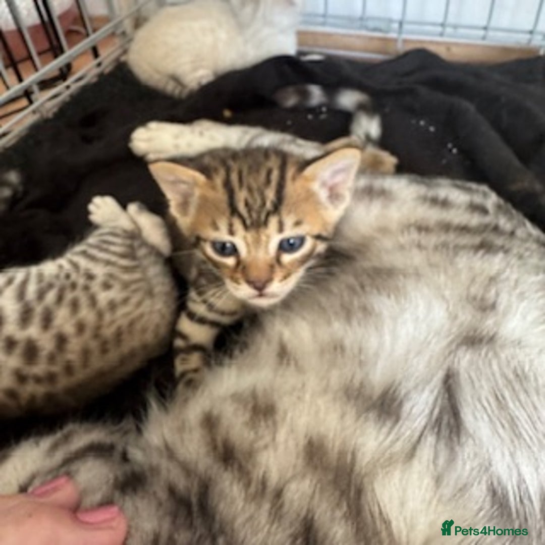 Bengal cats for sale: 4 Gorgeous Bengal Babies - Image 12