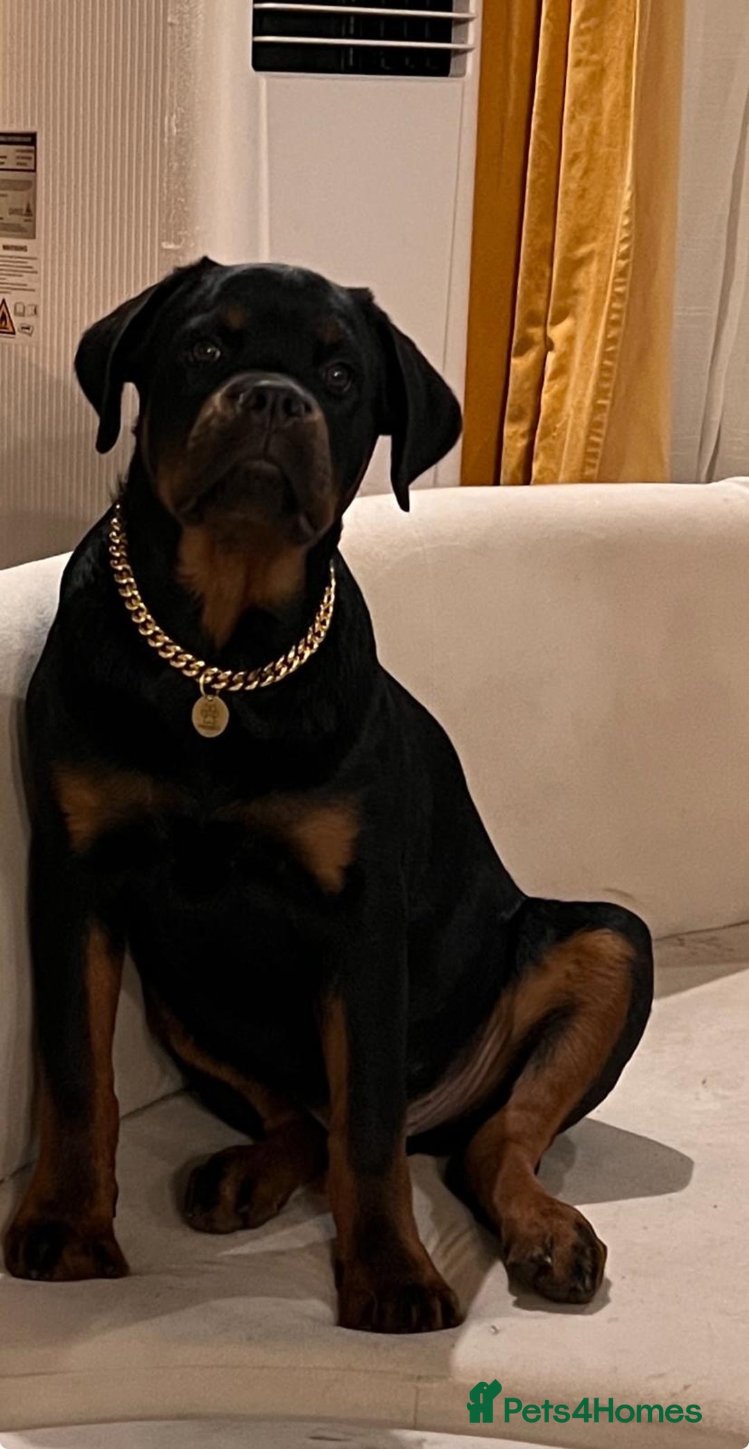 Rottweiler dogs for sale: 5 Generation Pedigree KC Pure Rottweiler - Advert 3