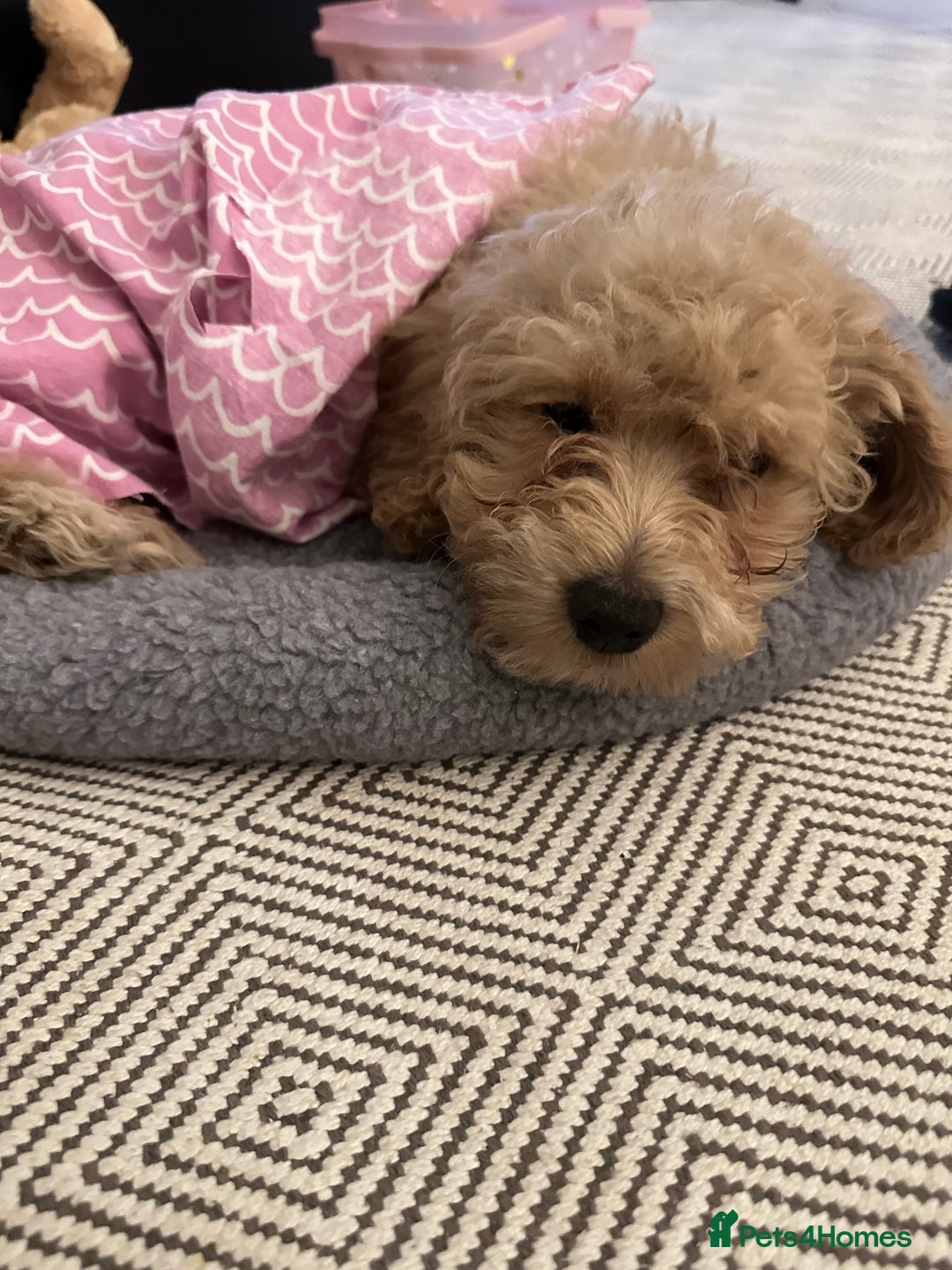 Maltipoo dogs for sale: Stunning 3-Month-Old Maltipoo Puppy - Advert 11