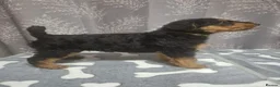 Airedale Terrier dogs for sale: Gorgeous Airedale Litter! - Advert 29