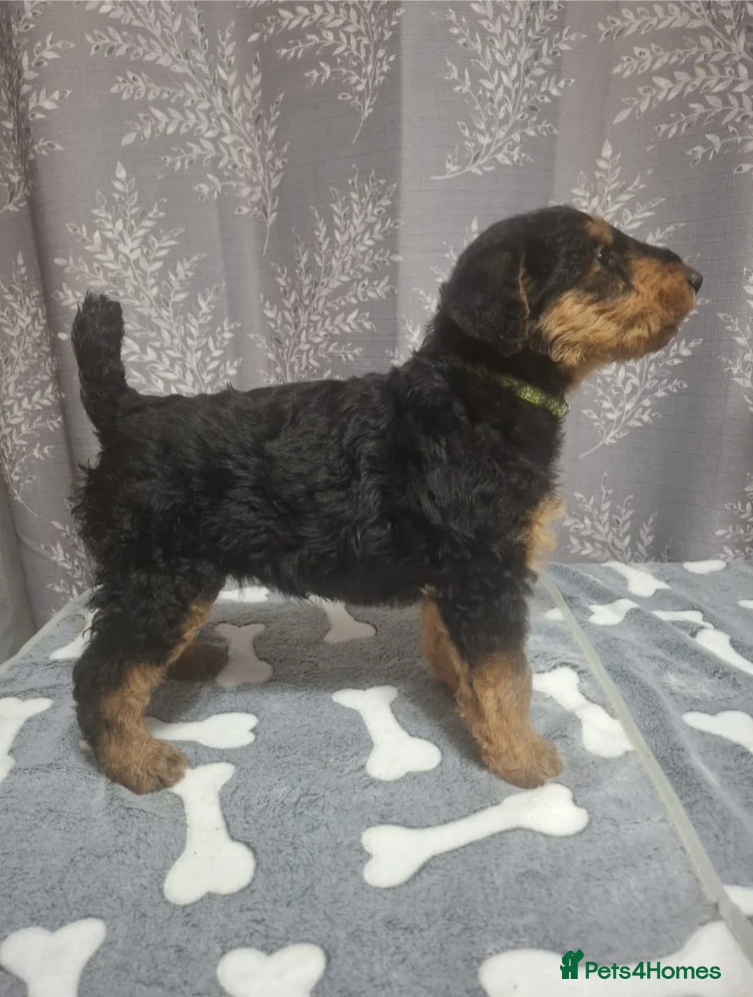 Airedale Terrier dogs for sale: Gorgeous Airedale Litter! - Advert 29