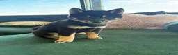 Japanese Shiba Inu dogs for sale: 3 beautiful Shiba puppies  - Advert 5