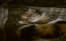 Mixed Breed cats for sale: British blue x Maine Coon x domestic long hair - Image 5