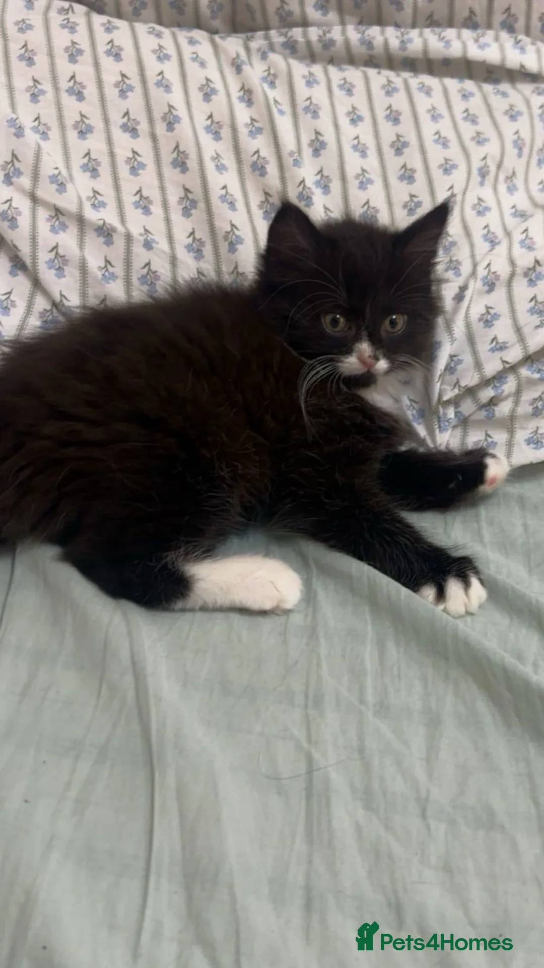 Maine Coon cats for sale: Maine coon x British shorthair  - Advert 1