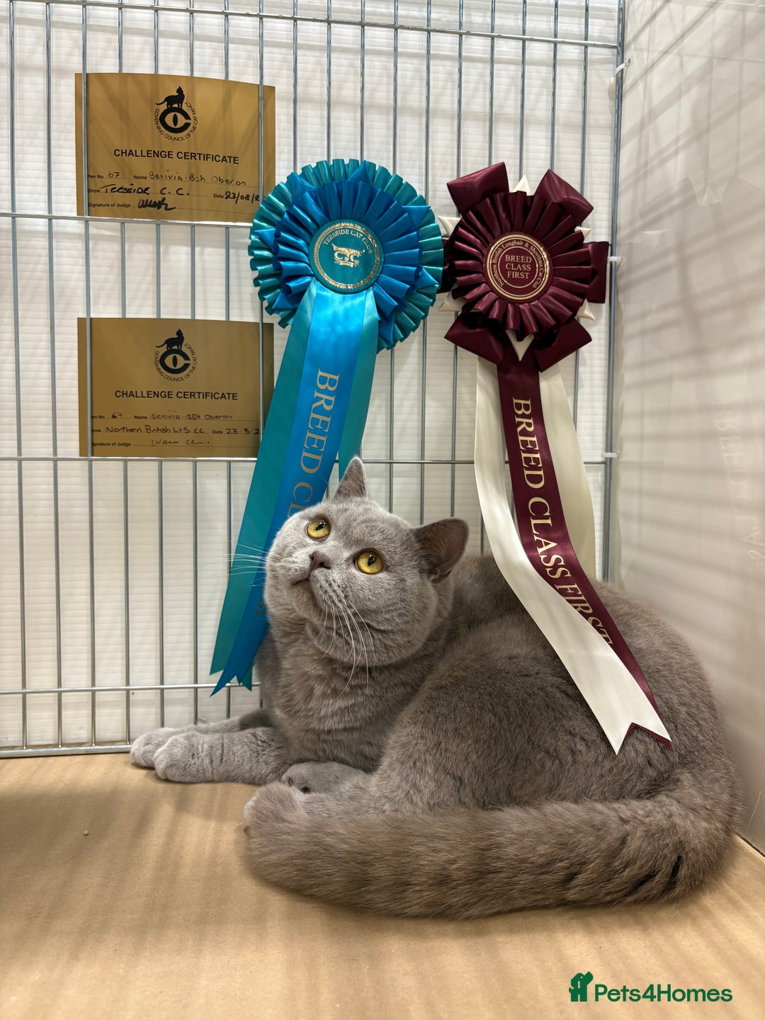 British Shorthair cats for sale: ✨ Gccf Champion Parents. Lilac bi colour male ✨ - Advert 15