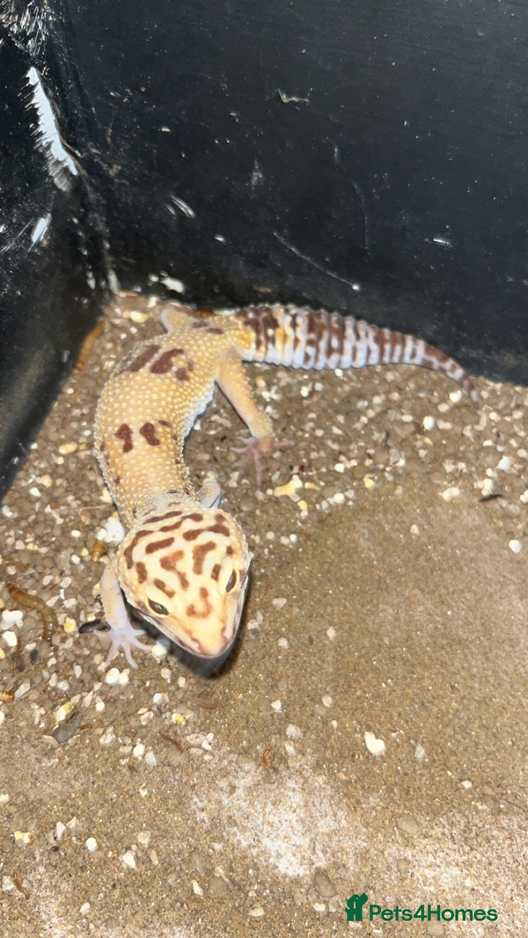 Leopard Gecko reptiles Leopard Geckos - Advert 1