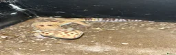 Leopard Gecko reptiles for sale: Leopard Geckos - Advert 1
