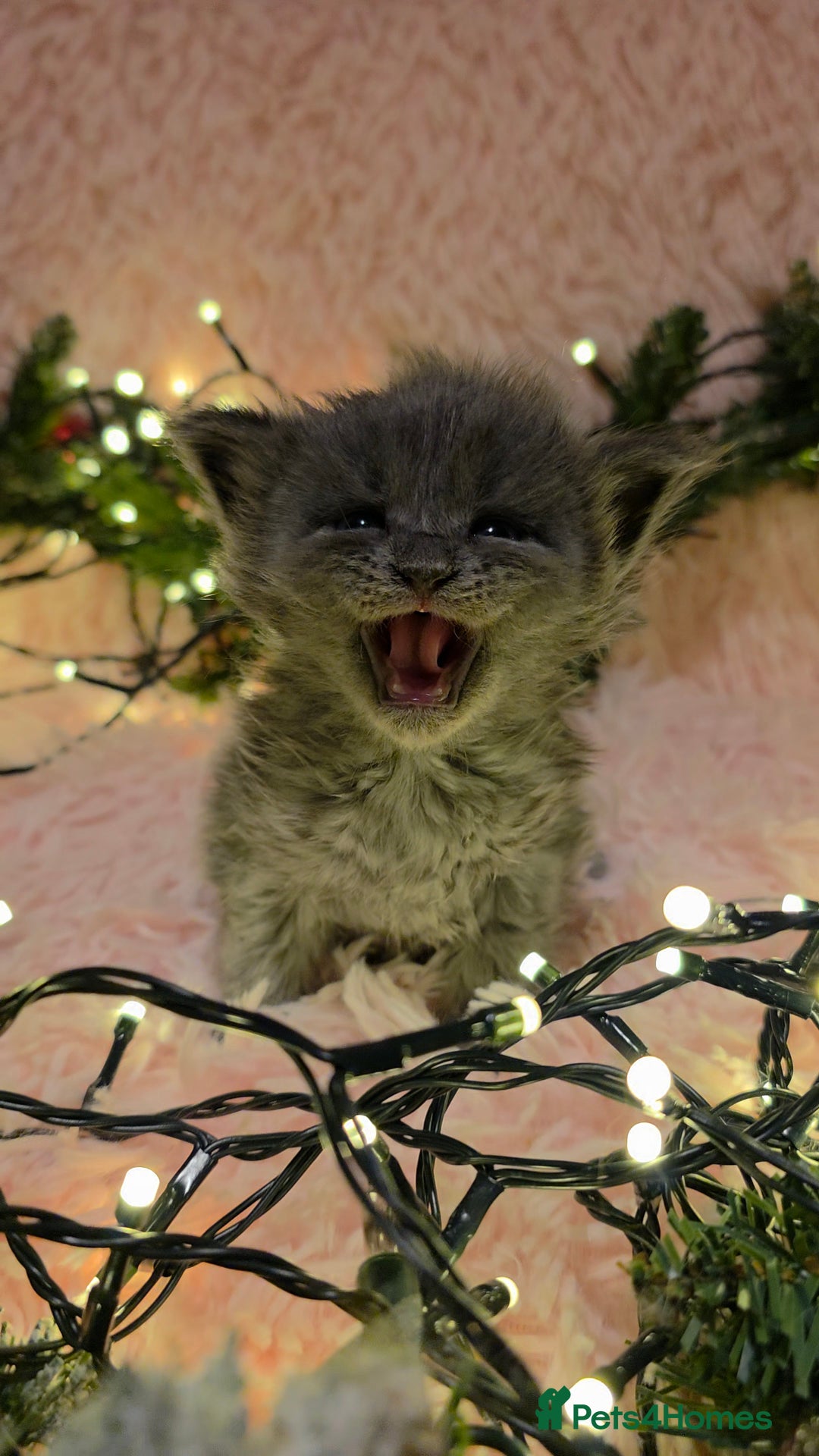 Maine Coon cats for sale: One beautiful tica female maine coon kitten left - Advert 8