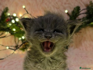 Maine Coon cats Tica beautiful maine coon kittens - Advert 2