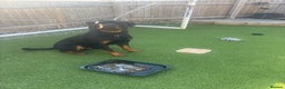 Rottweiler dogs for sale: Rottweiler for Adoption – Experienced Home Only - Advert 8