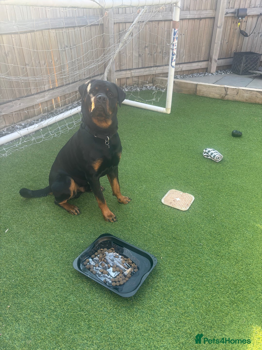 Rottweiler dogs for sale: Rottweiler for Adoption – Experienced Home Only - Advert 8
