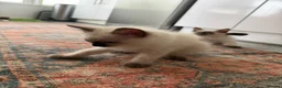 Ragdoll cats for sale: Ragdoll Kittens  - Advert 5