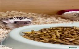 Pygmy Hedgehog rodents for sale: Adorable, Friendly African Pygmy Hedgehog Babies  - Image 1