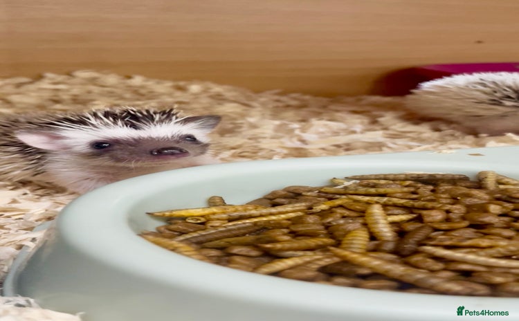 Pygmy Hedgehog rodents - Advert 1