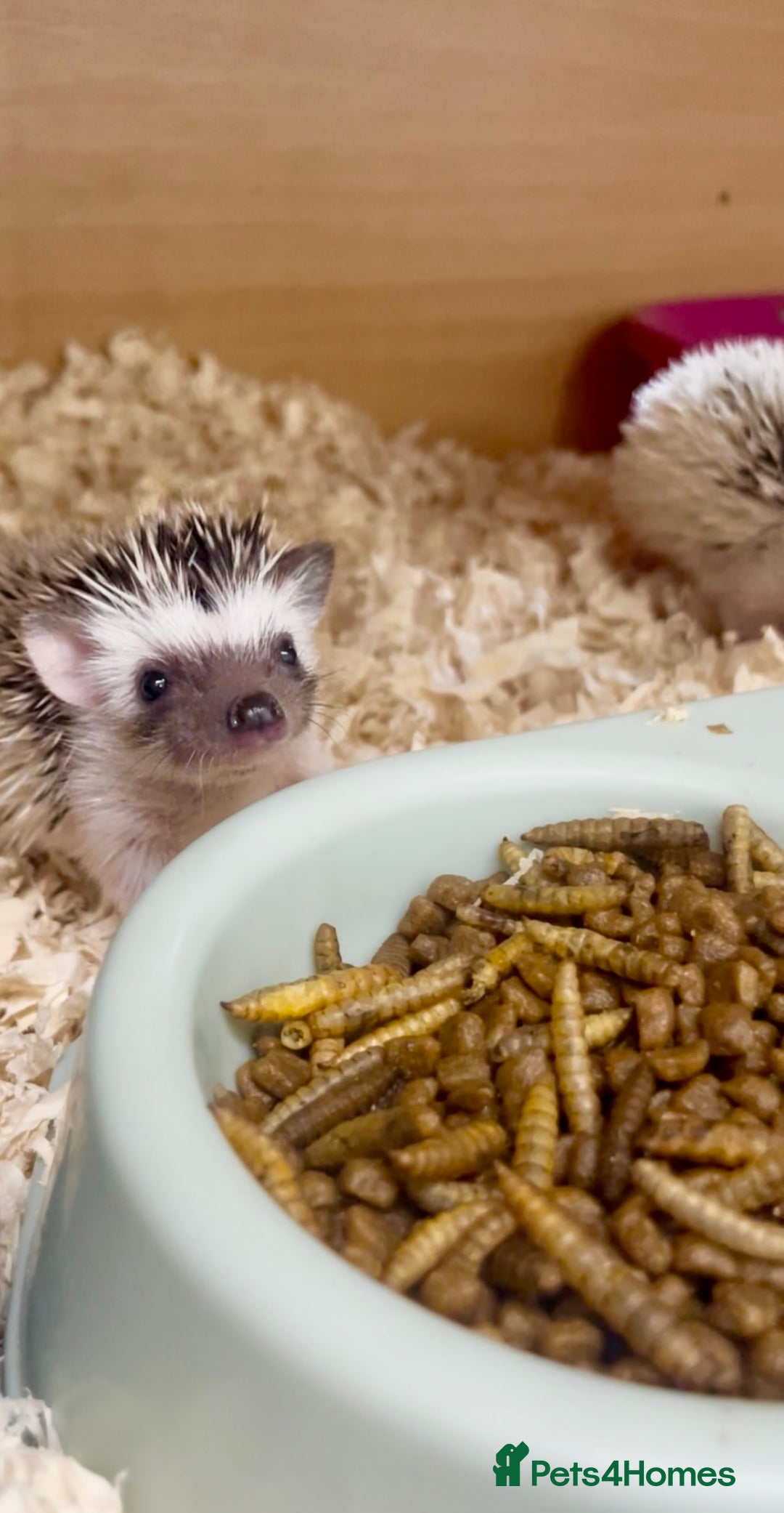 Pygmy Hedgehog rodents for sale: Adorable, Friendly African Pygmy Hedgehog Babies  - Image 1