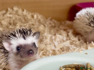 Pygmy Hedgehog rodents - Advert 11