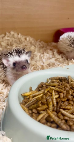 Pygmy Hedgehog rodents - Advert 17