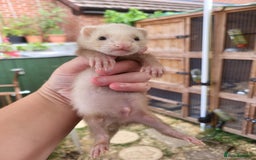 Ferret rodents for sale: 7 ferret kits. Hobs and Jill's available  - Image 2