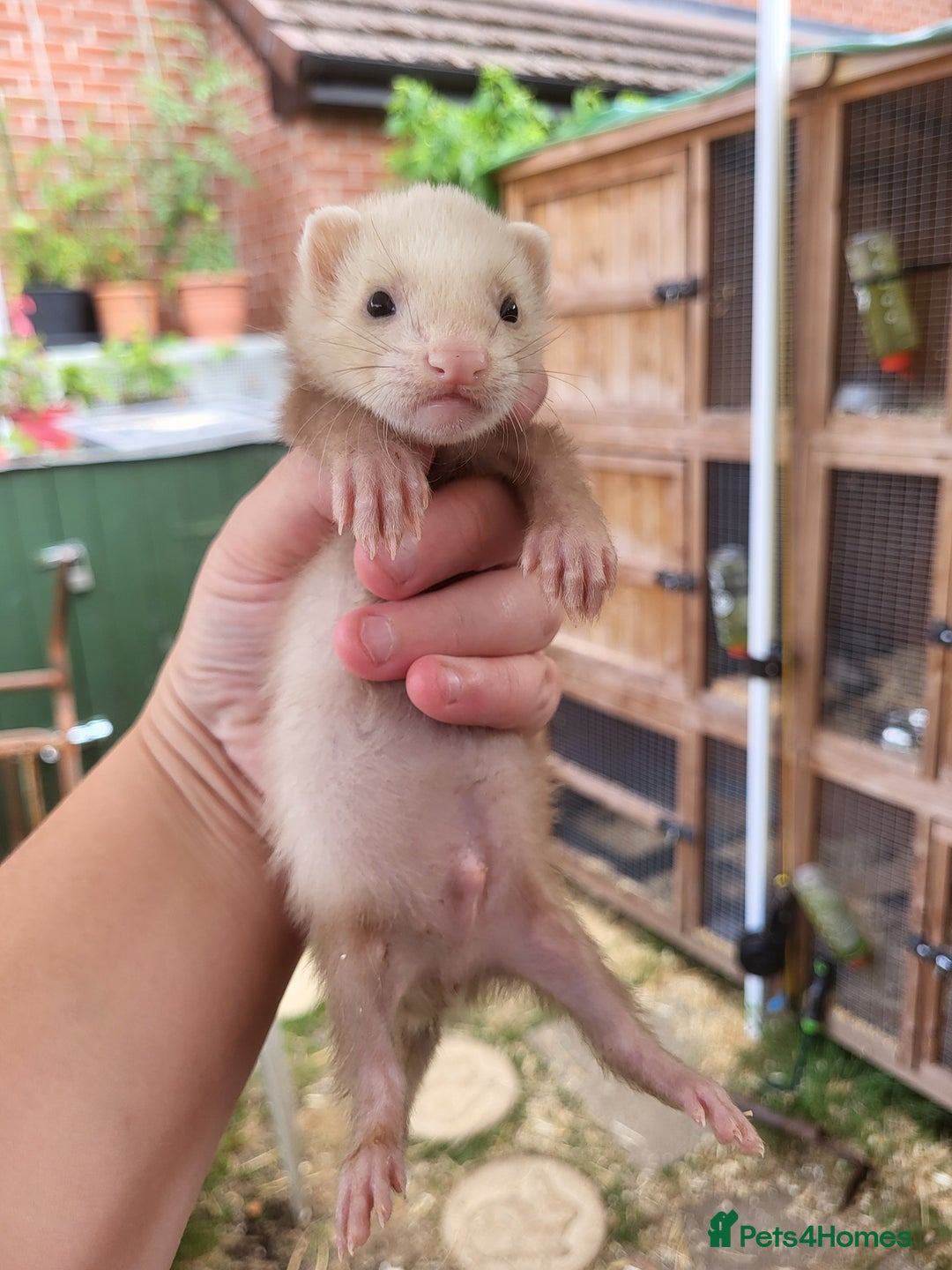Ferret rodents for sale: 7 ferret kits. Hobs and Jill's available  - Image 2