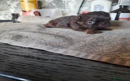 Malshi dogs for sale: Gorgeous pups - Image 3