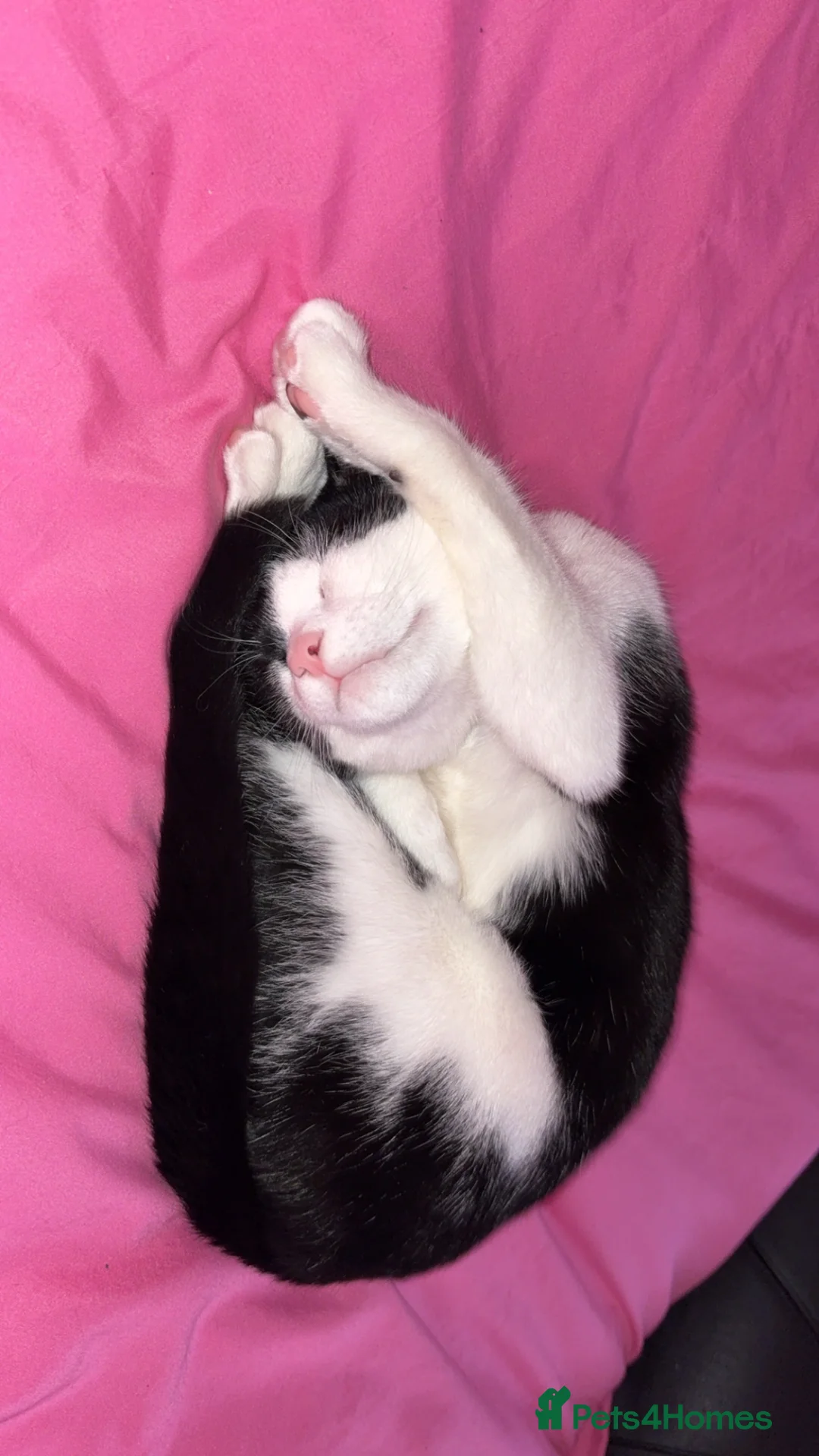 Mixed Breed cats for sale: Boy aged one  in Stoke-on-Trent - Advert 5