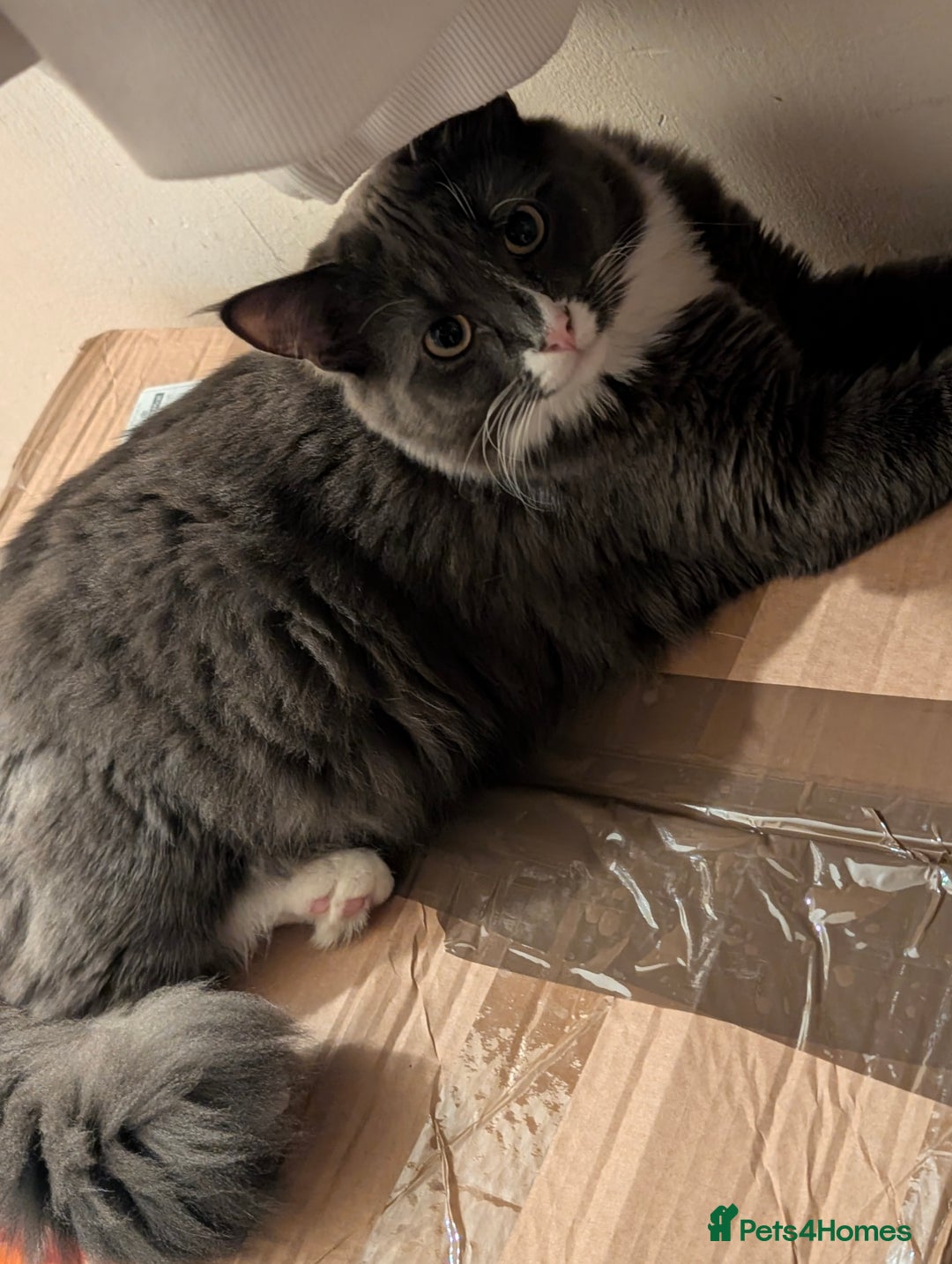 Mixed Breed cats for sale: My boy needs a new home  - Advert 1