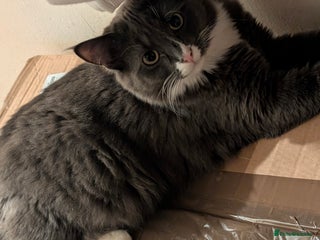 Mixed Breed cats My boy needs a new home - Advert 1