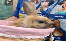 Mini Lop rabbits for sale: Autumn babies - Image 13