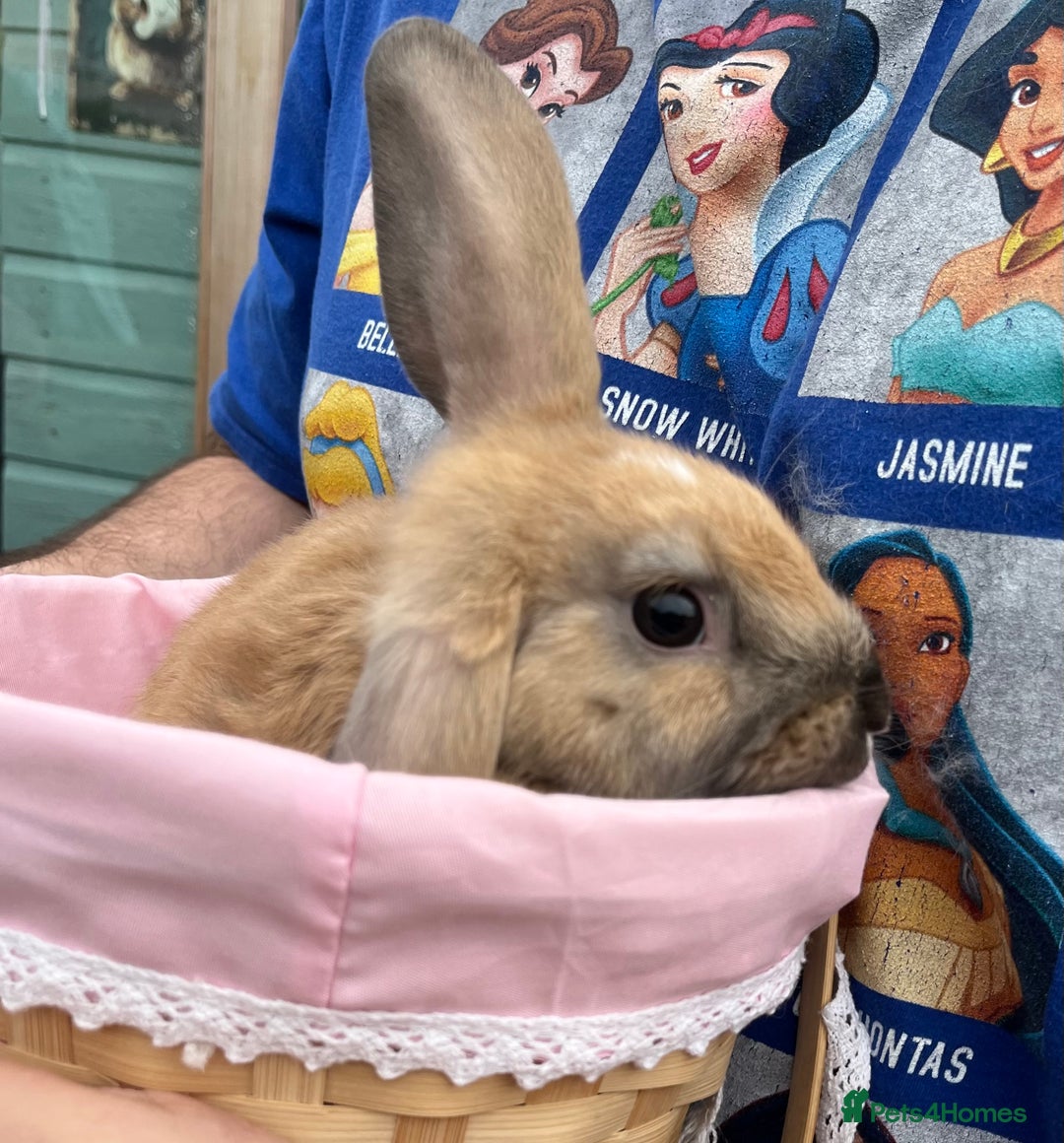 Mini Lop rabbits for sale: Autumn babies - Image 13