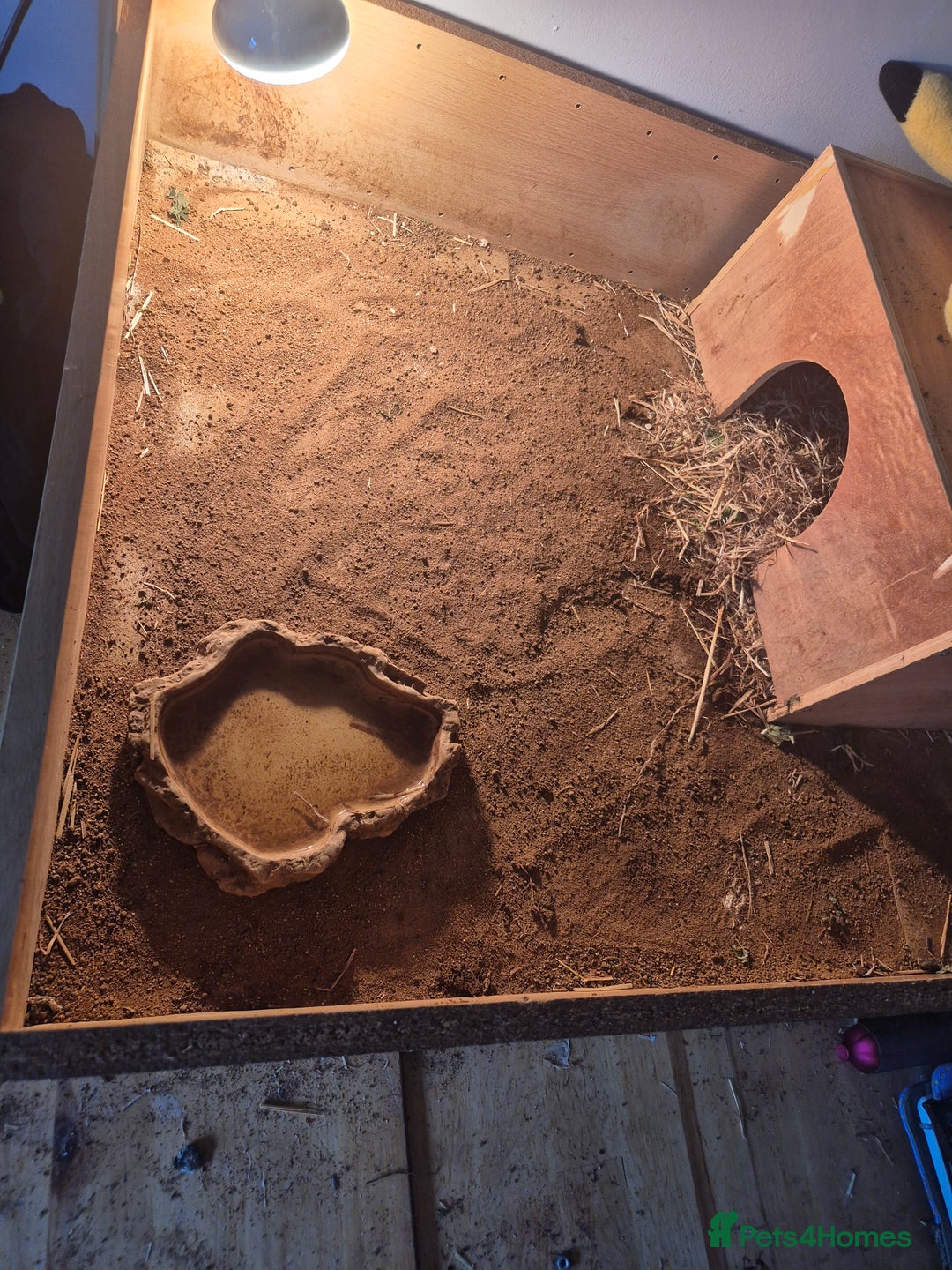 Tortoise reptiles for sale: Tortoise and enclosure - Image 2
