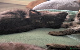 Mixed Breed cats for sale: Spynx X maincoon  - Image 3