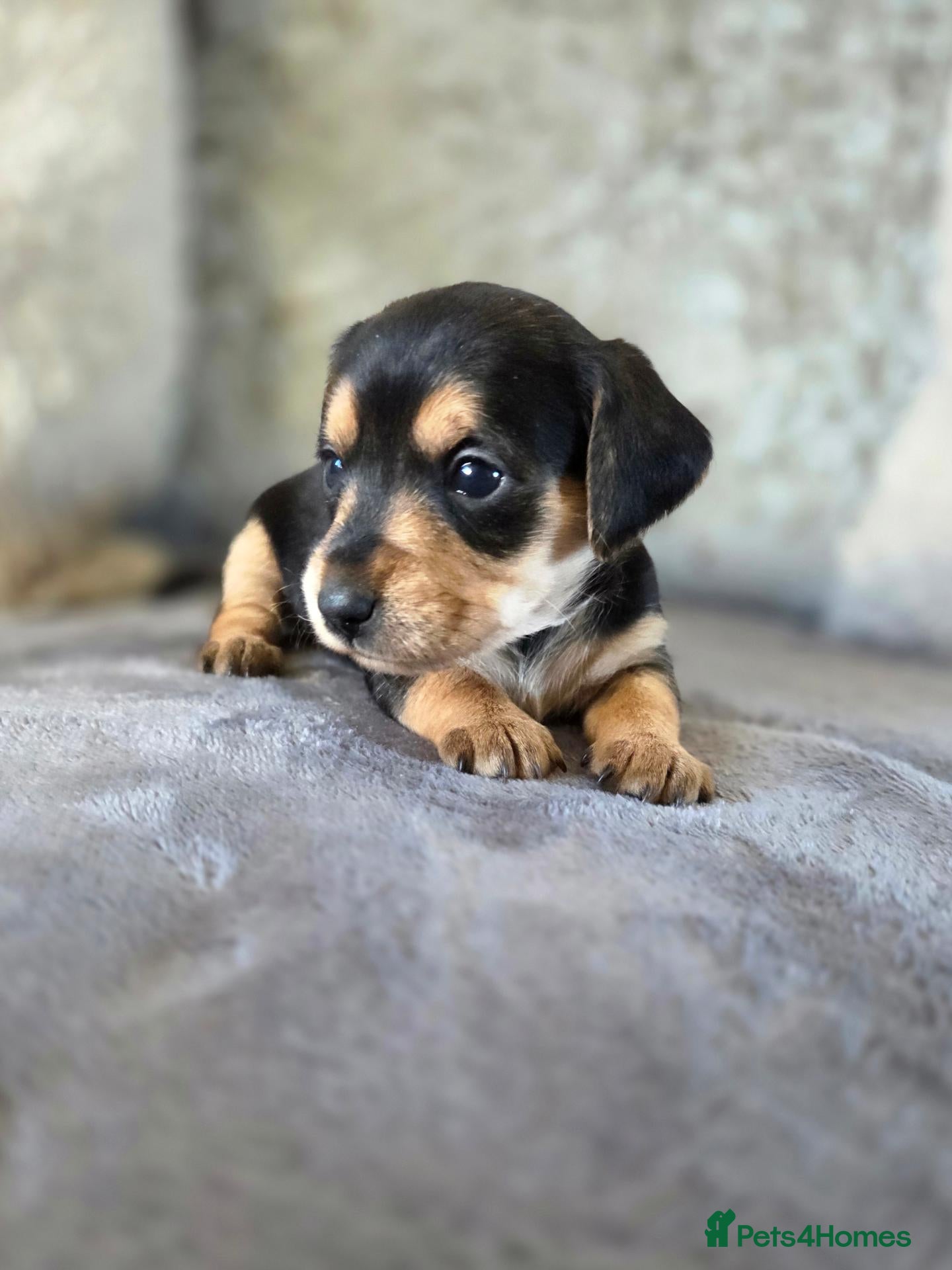 Mixed Breed dogs Stunning Dorkie Puppies - Advert 21